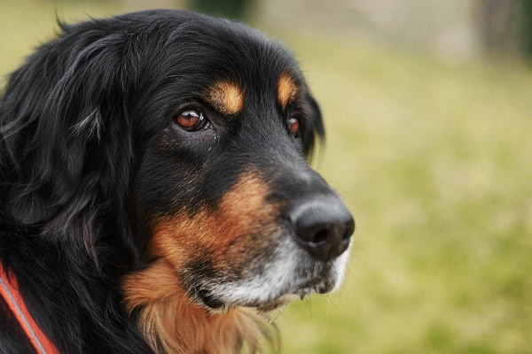 Senior dog with separation anxiety looking concerned