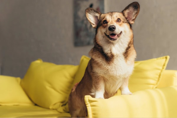 Corgi at home on couch.