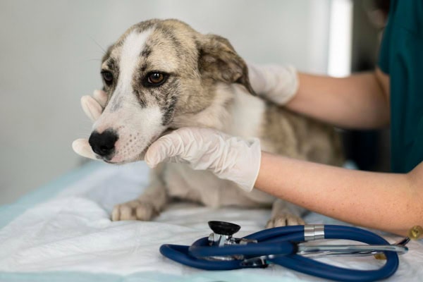 Dog with sepsis being examined by a veterinarian.