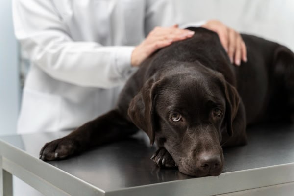 Dog being examined by a veterinarian.