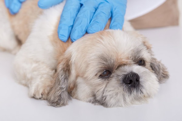 Dog being examined by a veterinarian, possibly for sepsis in dogs.