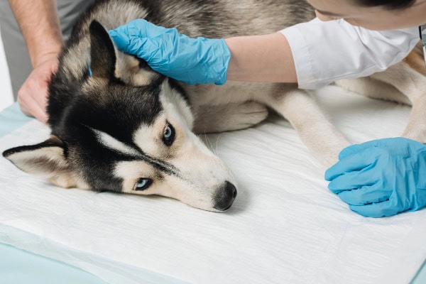 Husky being evaluated for serotonin syndrome
