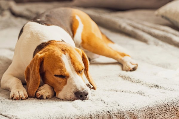 Sleepy Beagle to illustrate the sedation side effects from serotonin syndrome