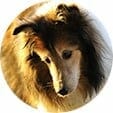 Collie dog with vestibular issues but wears ToeGrips to aid mobility