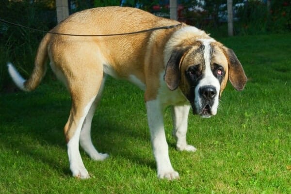 dog with hunched back as a sign of pain in dogs