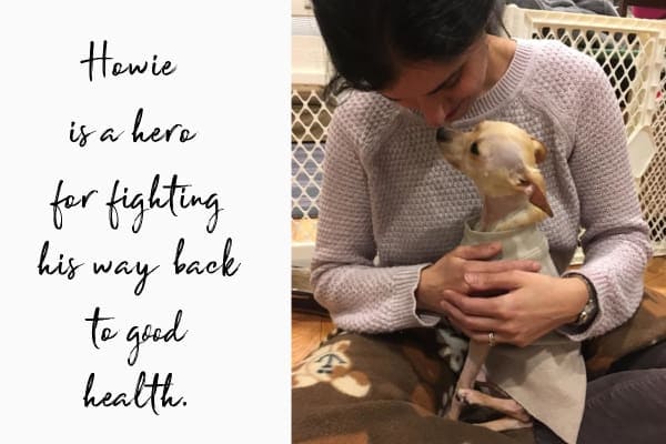 mom holding dog after fighting back from a stomach tear and severe signs of pain in dogs