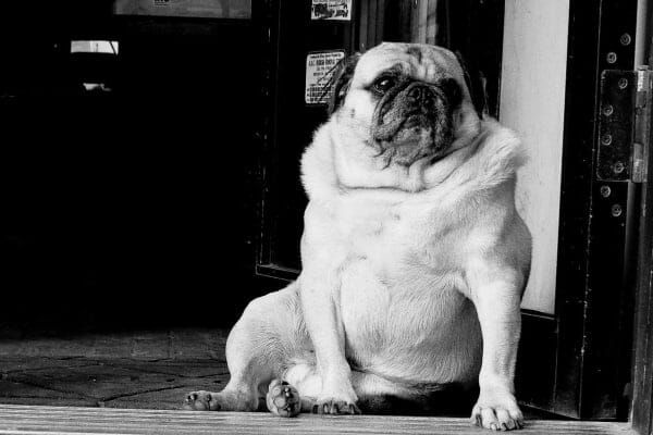 Overweight Pug dog