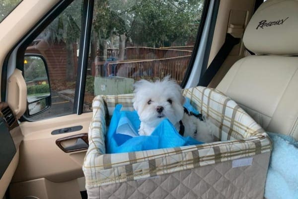 Small, white dog ridign in a car seat as a part of a healthy dog care routine