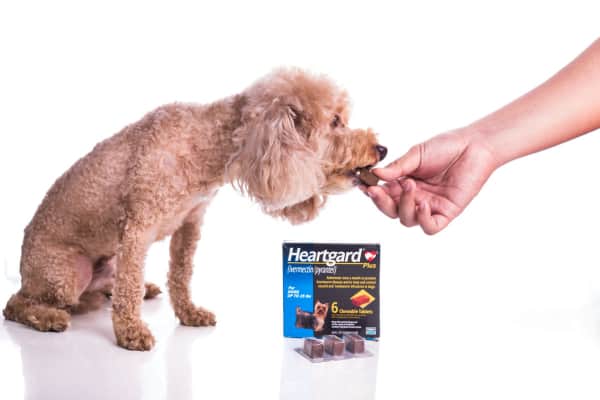 Poodle eating a heartworm pill as part of routine health care for dogs