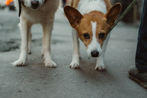 Dog with head lowered as if crouched in pain