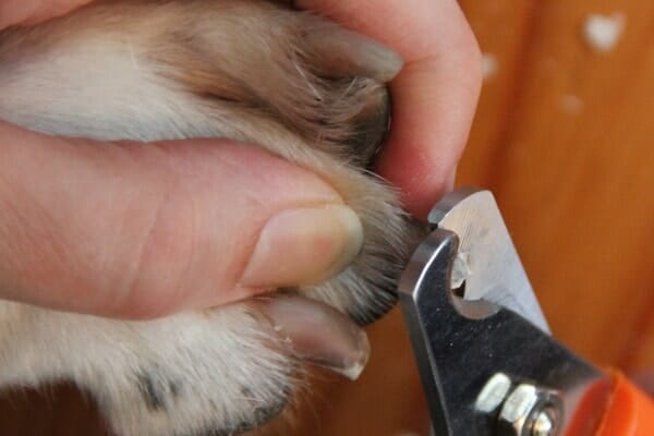 Person trimming dog's nails as part of their  healthy dog care routine