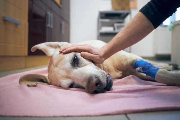 Dog with weight loss lying down and getting IV medication