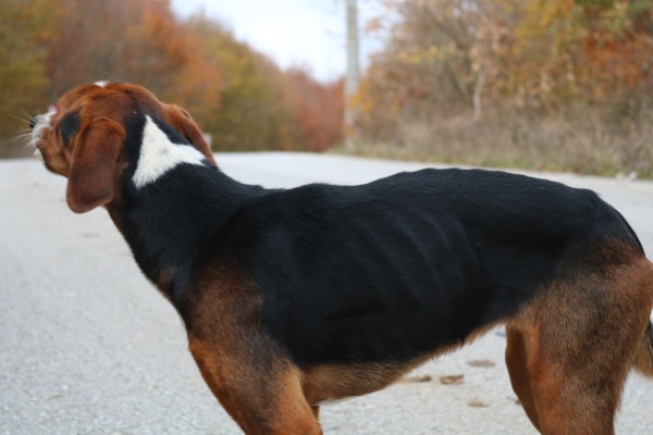 A side view of a dog with generalized weight loss and with ribs clearly showing
