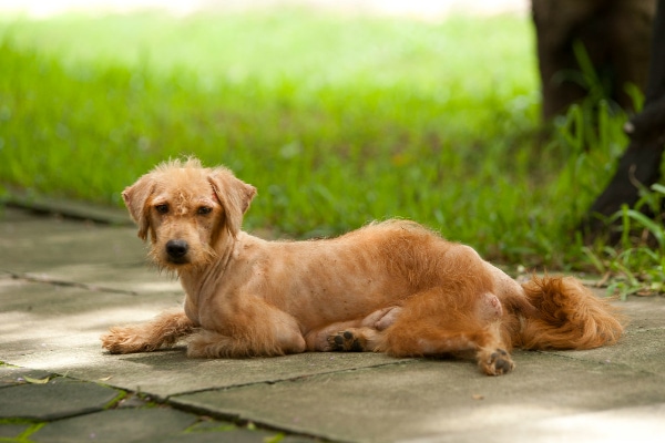 Terrier dog with her ribs showing