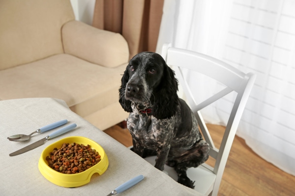 Dog ready to eat the bowl of dog food sitting on the table