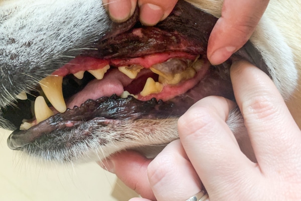 Dog's teeth with severe dental disease, which is one common reason for a dog losing weight due to painful mouth