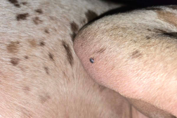 Dark skin tag on the elbow of a dog
