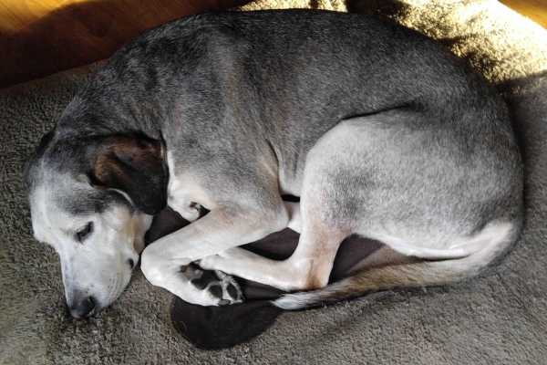 Old dog sleeping for hours in a comfortable bed