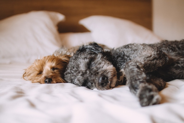 2 senior dogs enjoying hours of sleep on a cozy bed