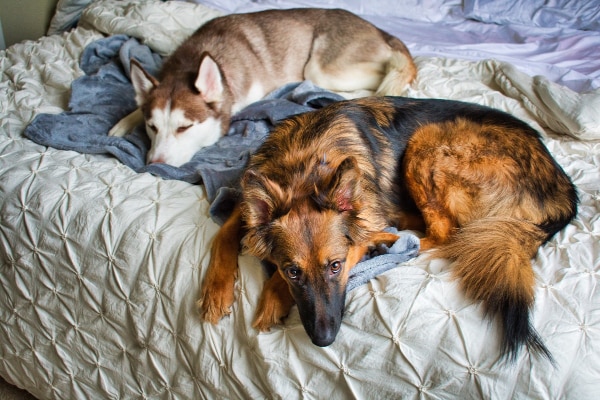 Two dogs getting hours of sleep on their owner's bed