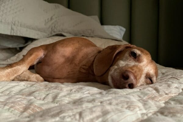 dog sleeping, which is a possible side effect of tramadol in dogs, photo