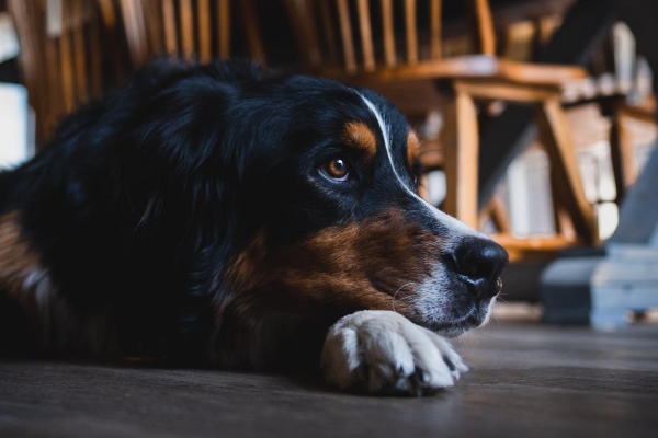 Bernese Mountain Dog lying on the hardwood floor, photo