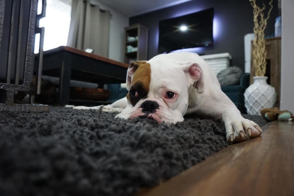 Boxer lying down on a carpeted rug, photo