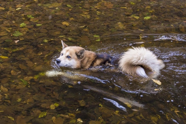Husky swimming in a creek, photo