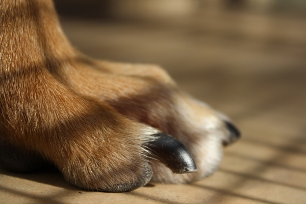 Dog paw showing good toenail length, photo