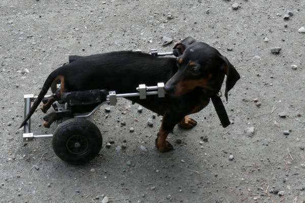 Dachshund in a wheelchair as a solution for specific conditions where a dog is slipping on floor, photo
