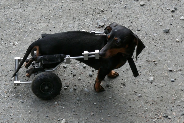 https://toegrips.com/wp-content/uploads/slip-dog-wheelchair.jpg