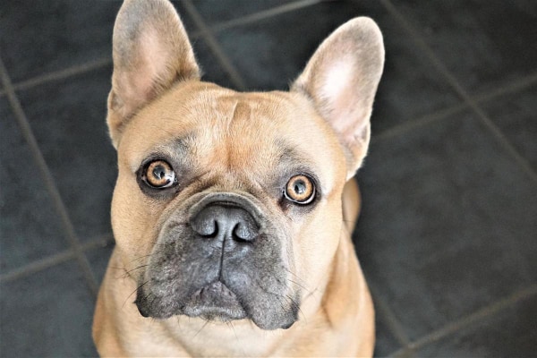 French Bulldog sitting on the kitchen tile floor, photo