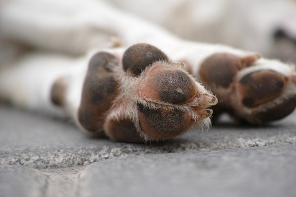 Showing the paw pads of a dog while lying down on the patio, photo