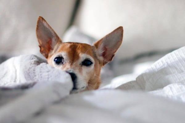 small senior dog in bed sheets, photo