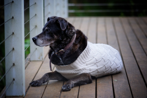 Dog sitting on a deck wearing a sweater to help cover the site of his snake bite injury