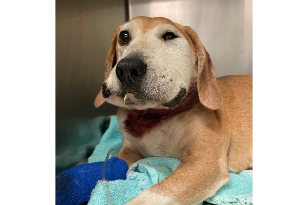 Hound mix with a very swollen face from a snake bite