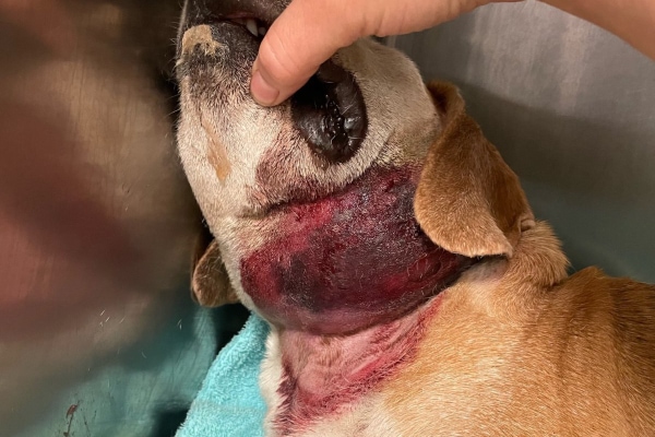 Hound mixed breed dog with a very red and swollen neck from a snake bite