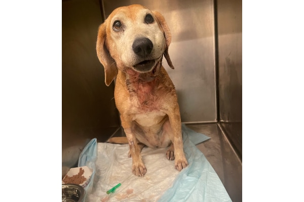 Hound mix on IV fluids with a swollen face from a snake bite