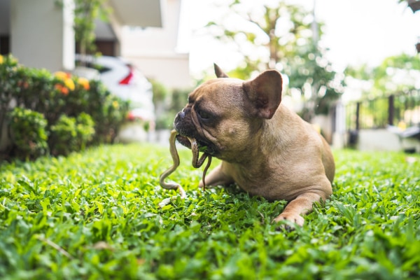 French Bulldog with a garden snake is his mouth