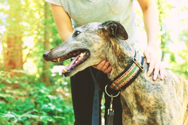 Greyhound on a trail with his owner