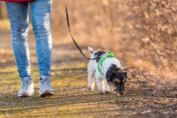 Terrier sniffing the ground while on a walk with the owner