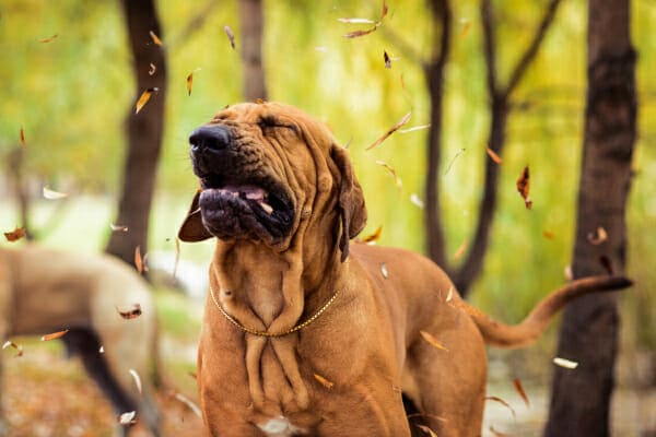 Bloodhound sneezing, photo