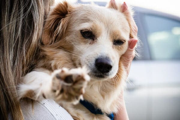 Small spaniel mix being hugged by female owner