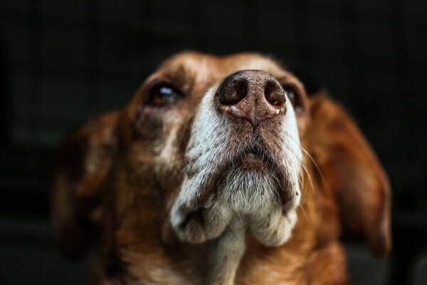 Close-up of a Lab mix dog's nose sniffing the air 