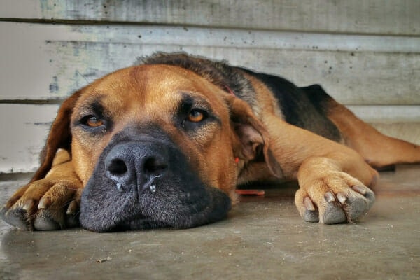 Shepherd mix with a runny nose