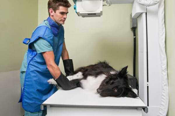 Black collie mix on his side having an X-ray performed, which may be recommended if reverse sneezing is frequent