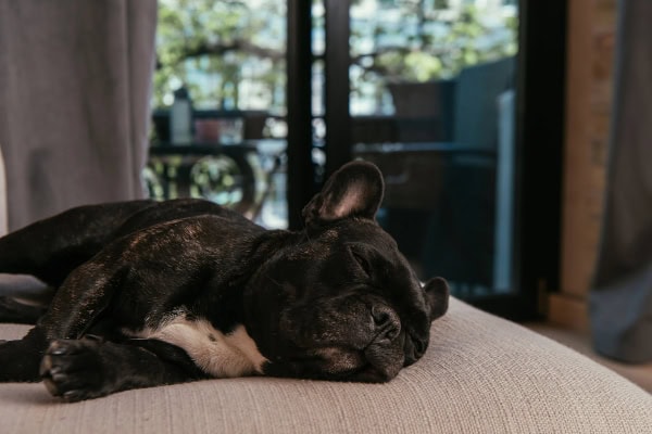 French Bulldog snoring while sleeping on the couch
