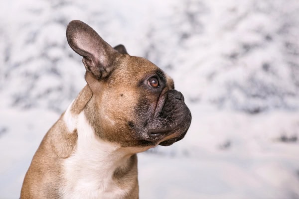 French bulldog side view showing altered upper airway conformation