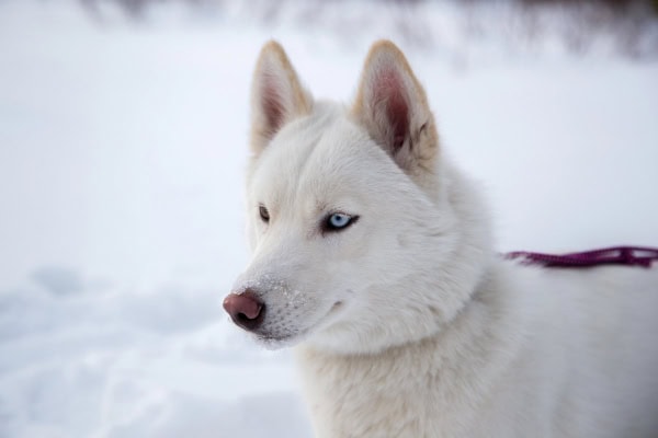 Husky with snow nose outside in the snow