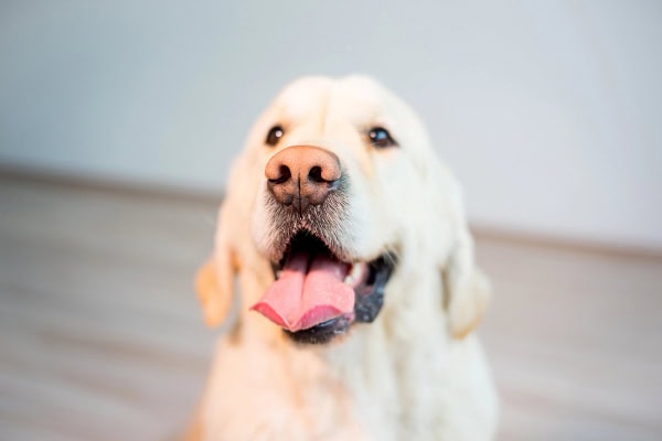 Labrador with a pink snow nose